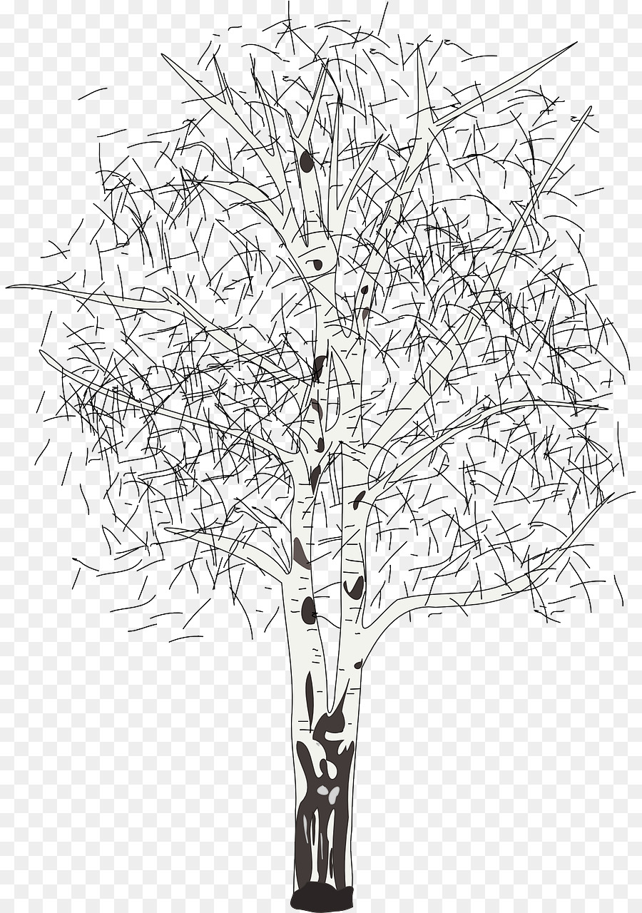 شجرة，البتولا الفضية PNG