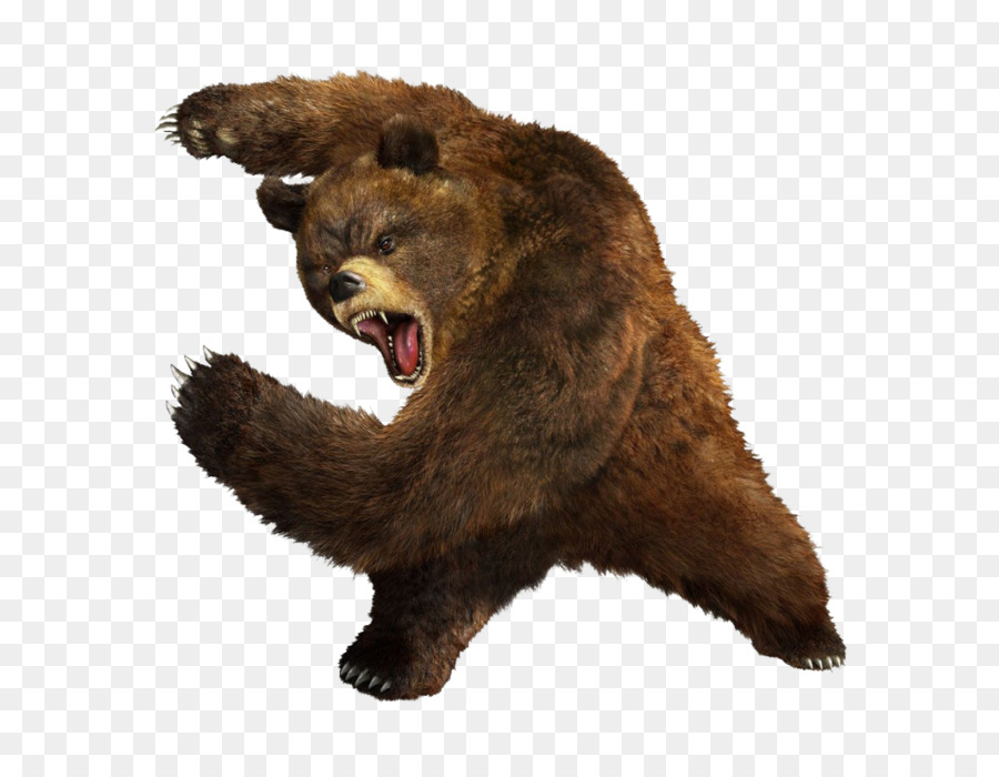 الدب，يتوهم الدب PNG