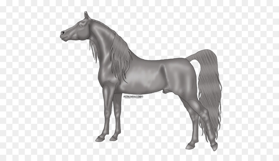 الحصان العربي，الفحل PNG