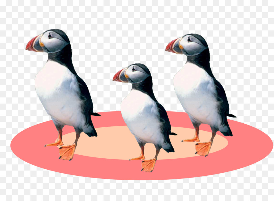 البفن，البطريق PNG