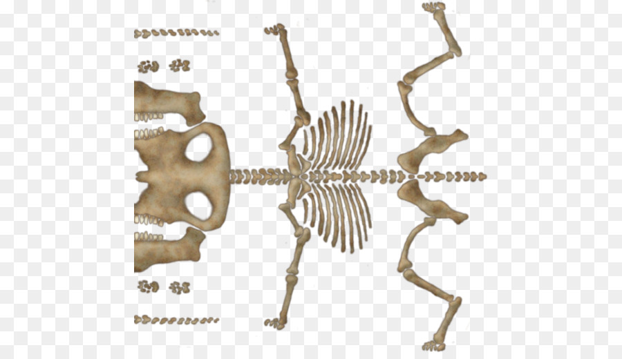الحيوان，الهيكل العظمي PNG