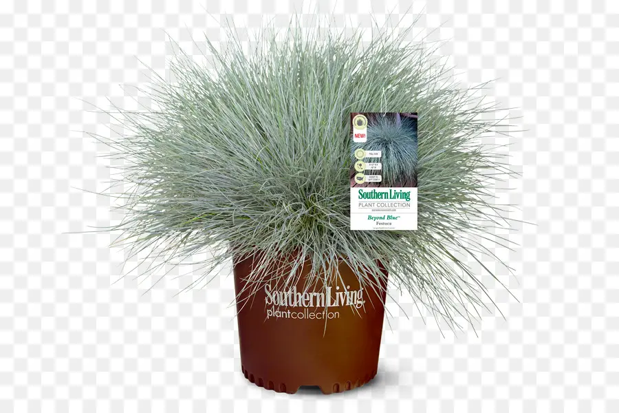 Festuca Glauca，زهور PNG