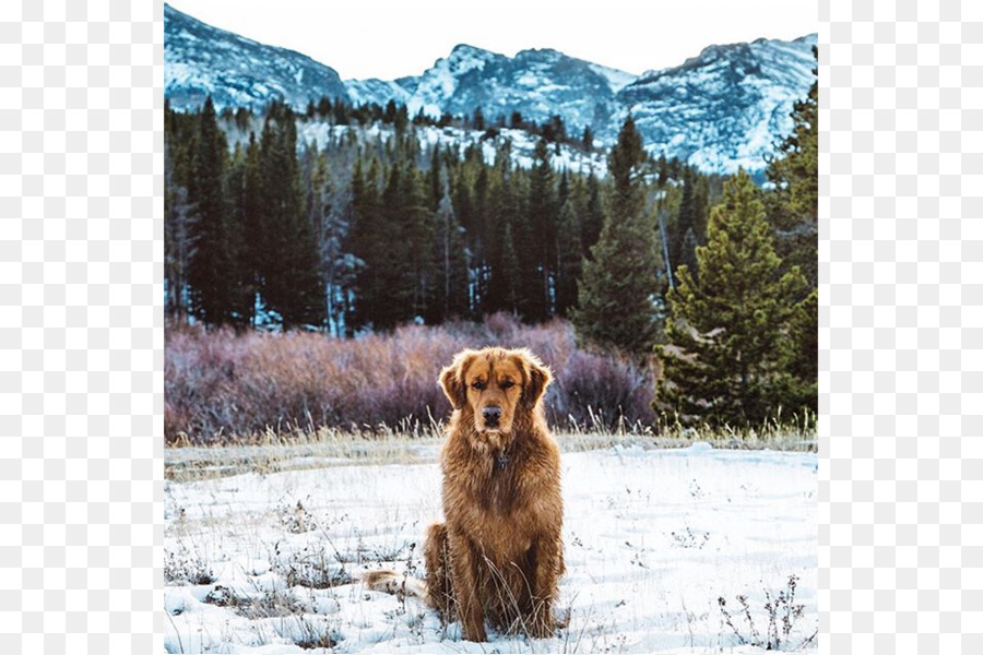 المسترد الذهبي，Nova Scotia Duck Tolling Retriever PNG