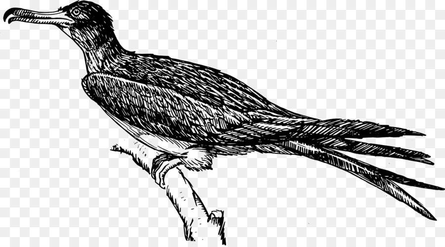Frigatebird，الطيور PNG