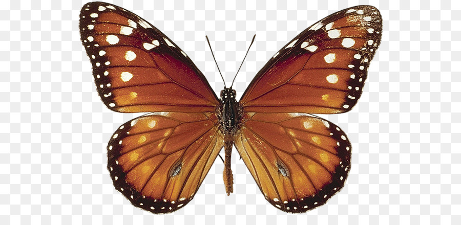 العاهل الفراشة，فراشة PNG