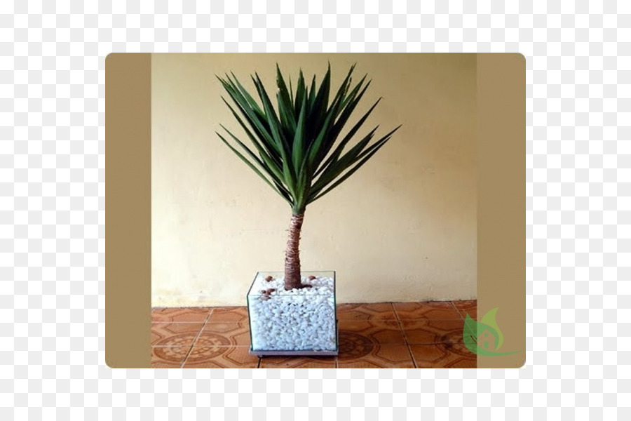 Arecaceae，زهور PNG