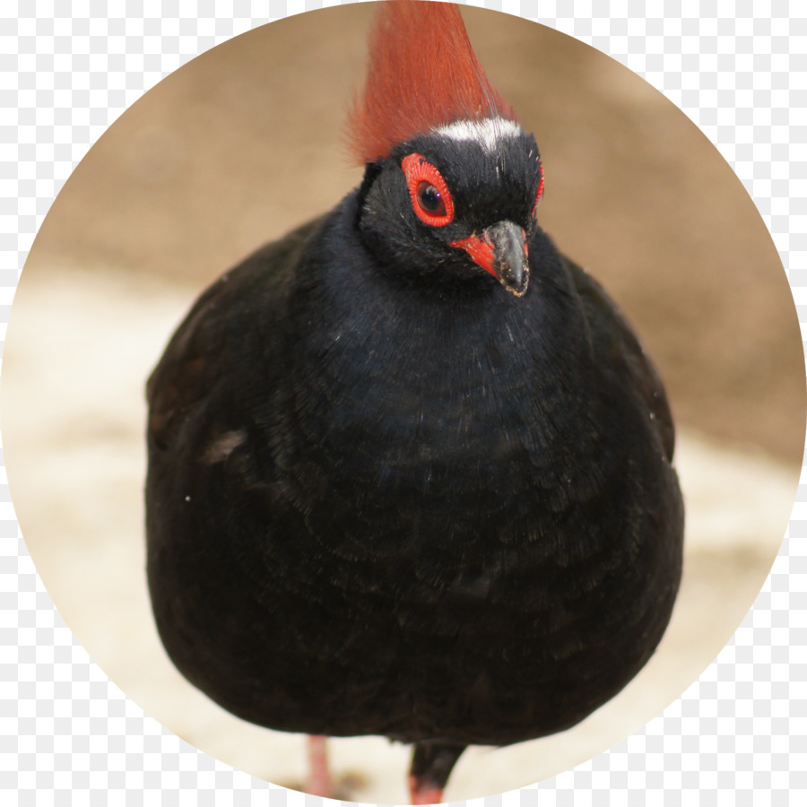 منقار，Galliformes PNG