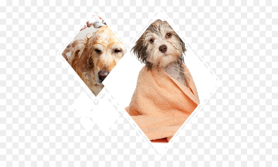 جرو，الكلب Havanese PNG