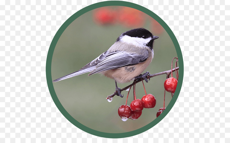 Blackcapped القرقف，الطيور PNG