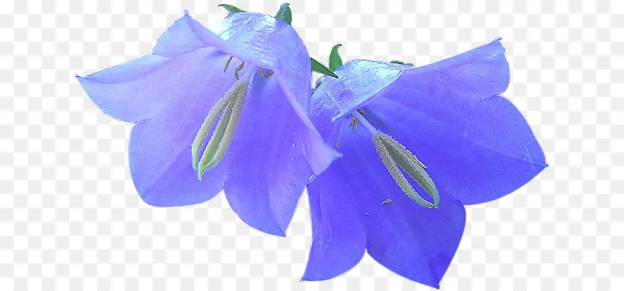 Harebell，Gabdrakhmanova إذا PNG