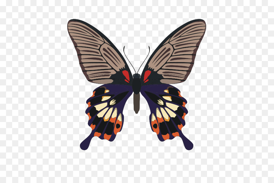 فراشة，Papilio ممنون PNG