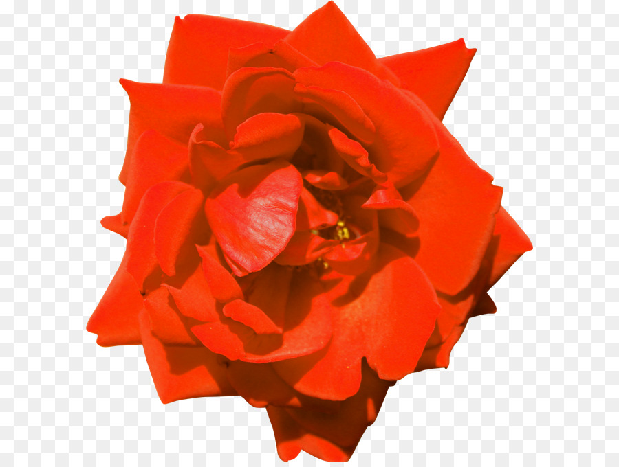 حديقة الورود，Floribunda PNG