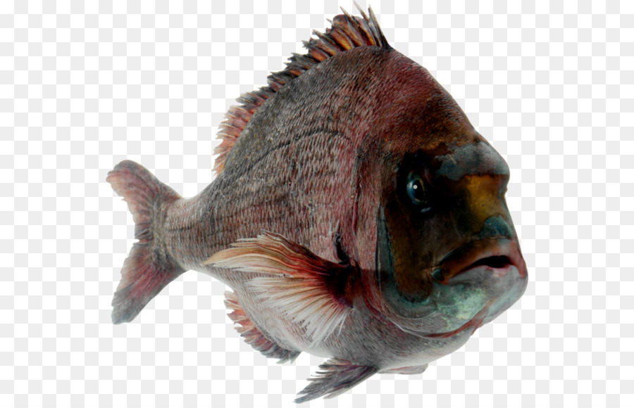 الأسماك，أسماك الزينة PNG