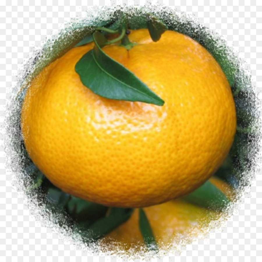 كليمنتين，الليمون PNG