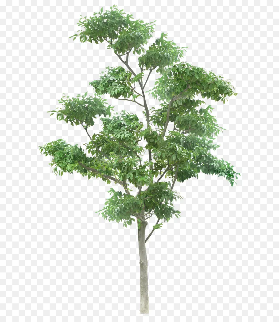 شجرة，فرع PNG