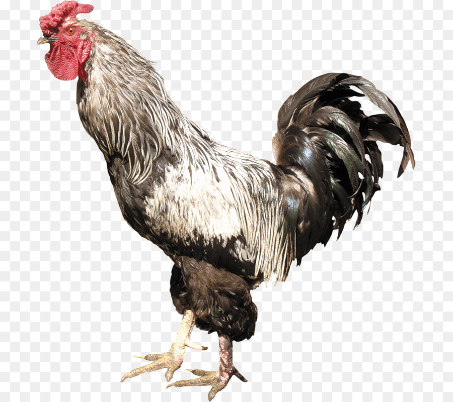 دنيزلي الدجاج，الديك PNG