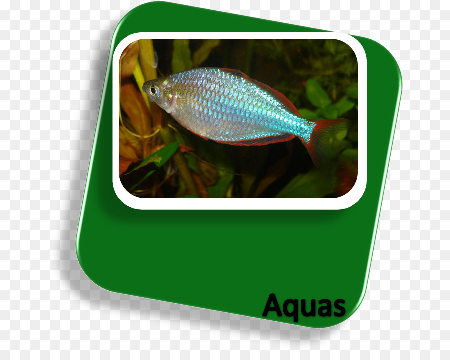 غينيا الجديدة，النيون Rainbowfish PNG