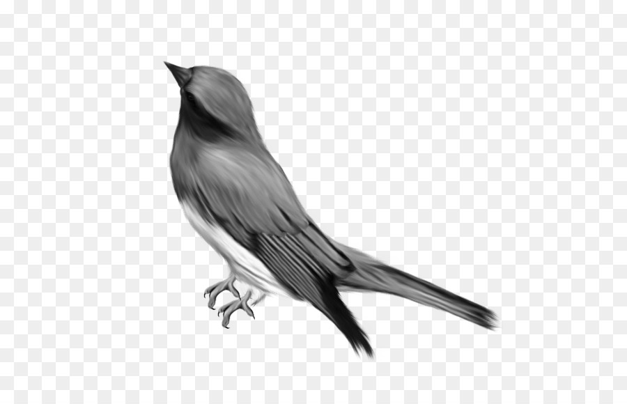 طائر，رسم PNG