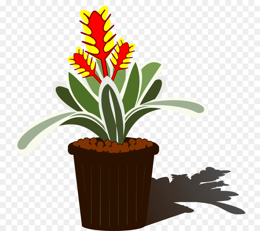 Bromelia，Aechmea Chantinii PNG