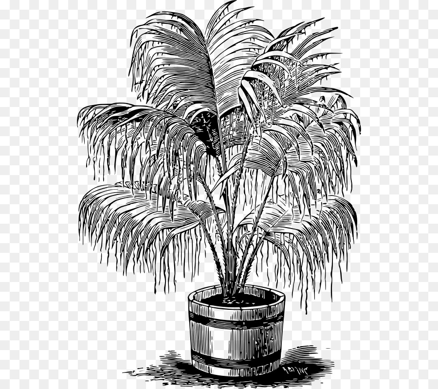 Arecaceae，الرسم PNG