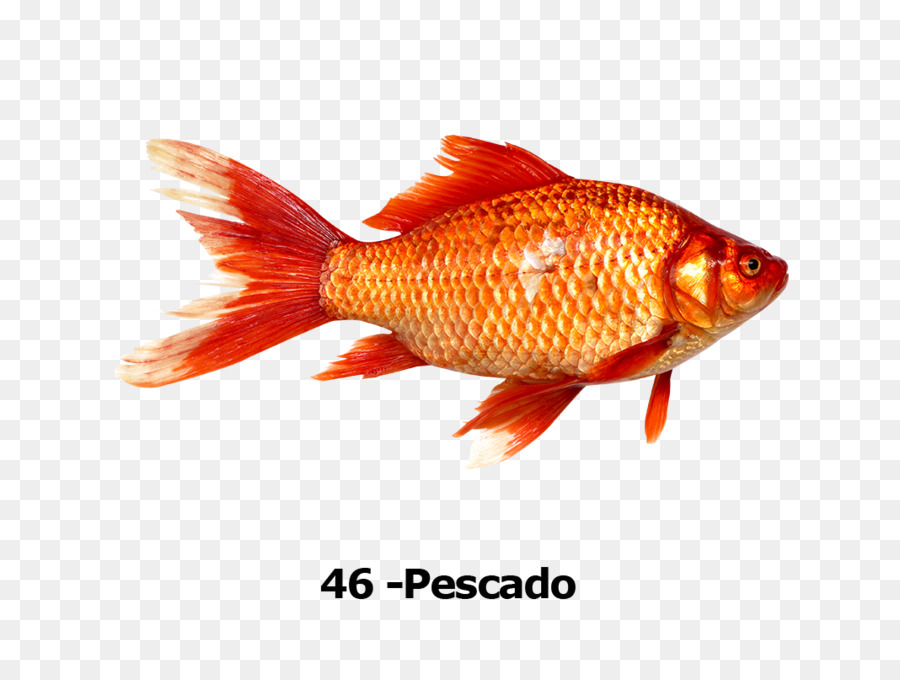 سمكة ذهبية，سمكة PNG