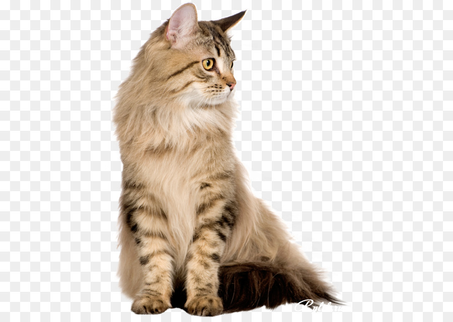القط الفارسي，مين الراكون PNG