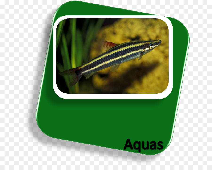 Anostomus Anostomus，الأسماك PNG