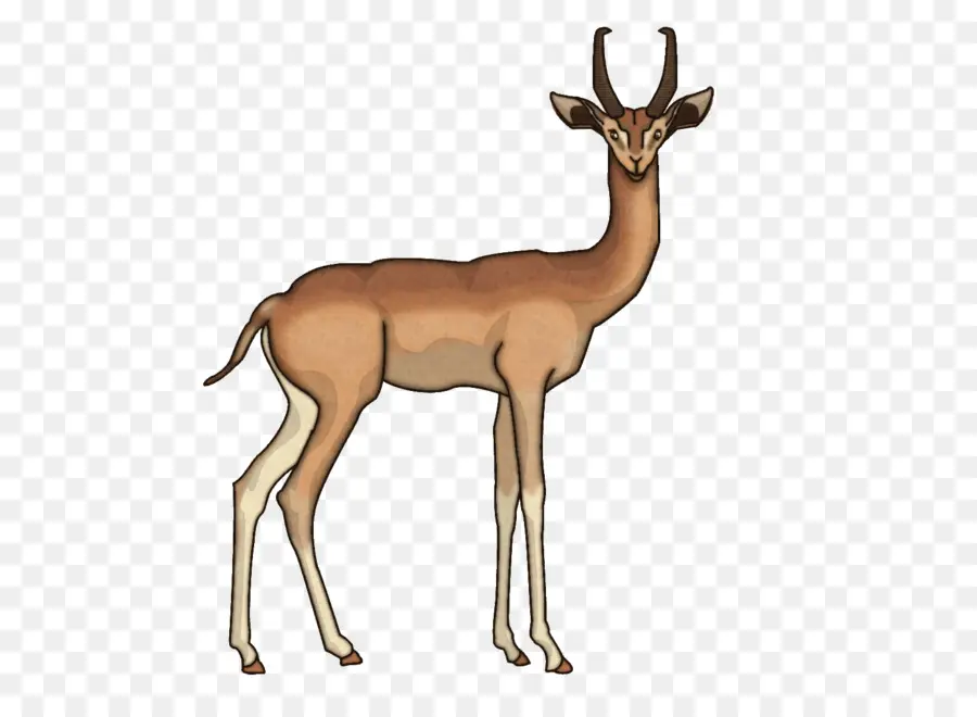 إمبالا，Springbok PNG