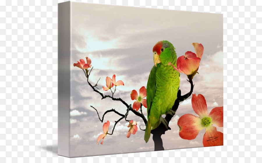 Lovebird，ببغاء PNG