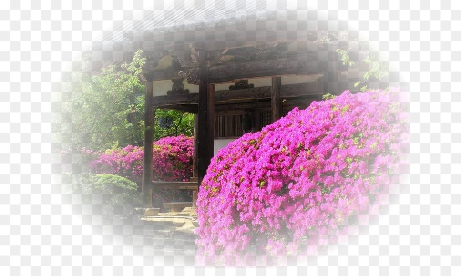 اليابان，تصميم الأزهار PNG