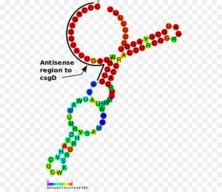 Noncoding Rna，عمراب Rna PNG