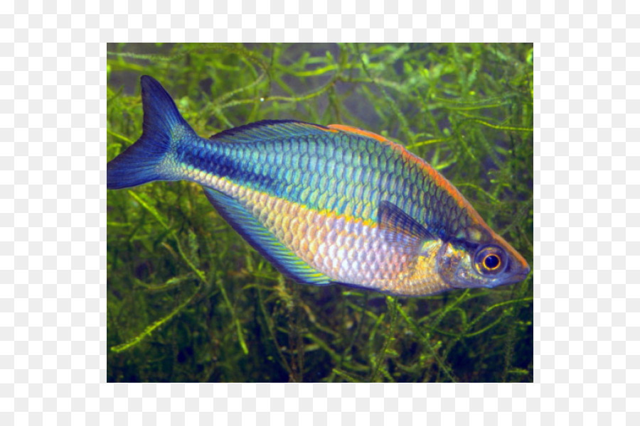 بحيرة Kutubu，بحيرة Kutubu Rainbowfish PNG