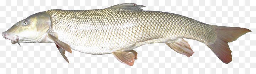 باراموندي，سمكة PNG