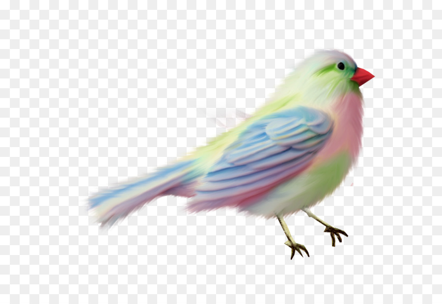 Lovebird，أمريكا العصافير PNG