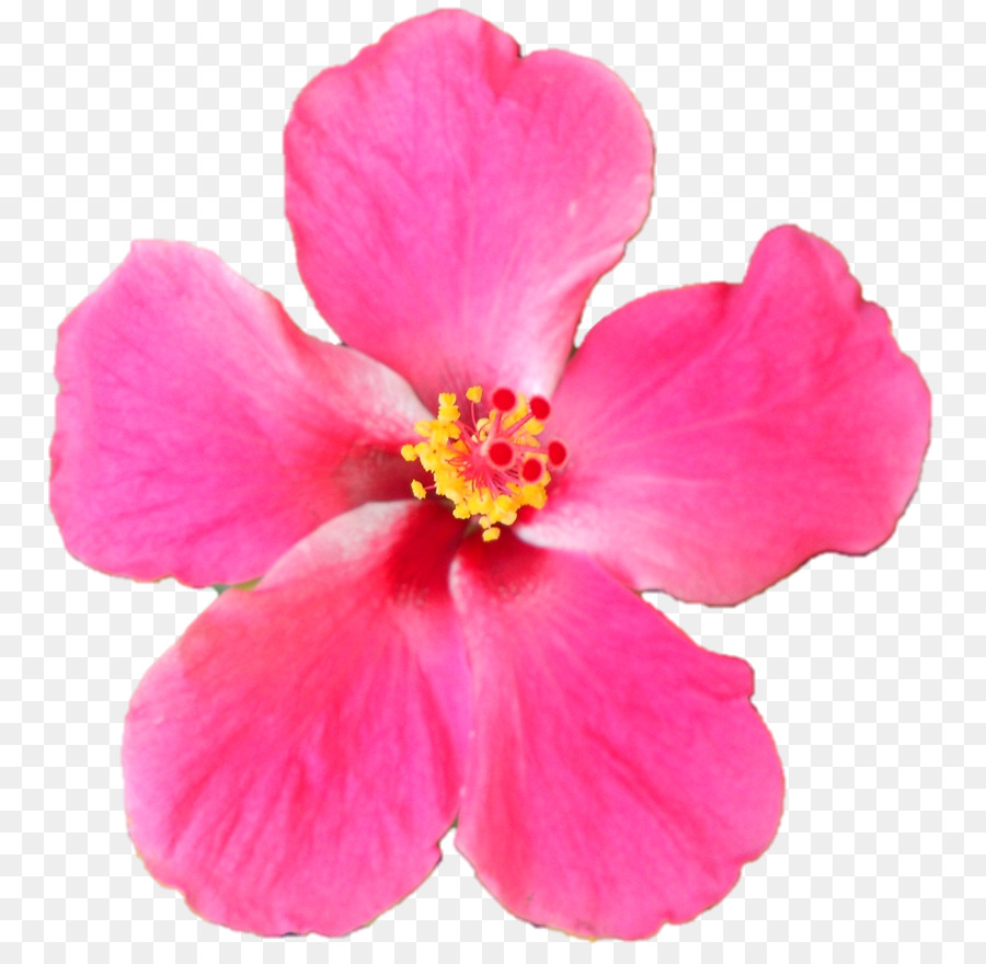 الكركديه，م الوردي PNG