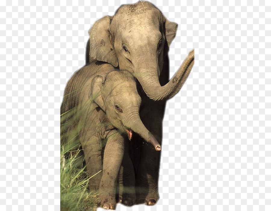 الفيل الأفريقي，الفيل الآسيوي PNG