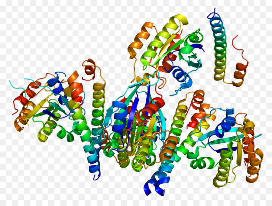 Pglycoprotein，الجينات PNG