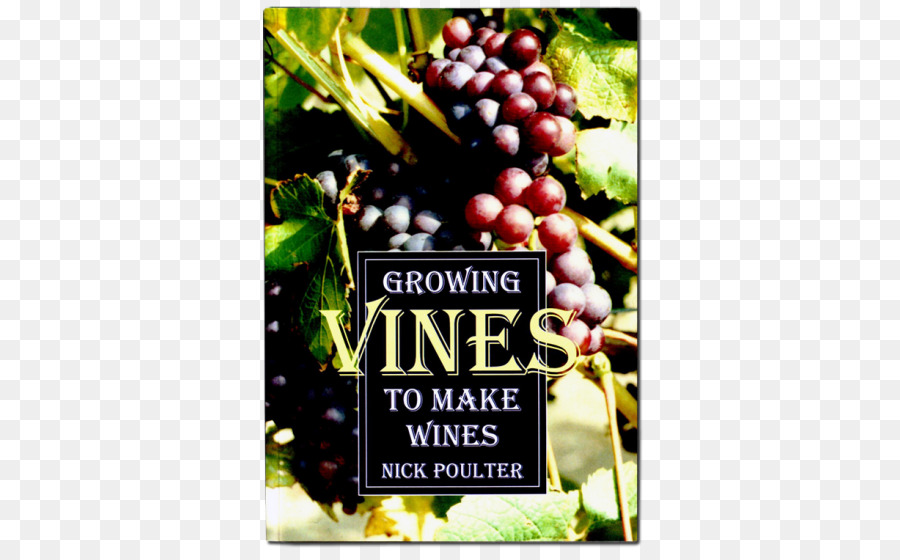 العنب，زراعة الكروم لجعل النبيذ PNG