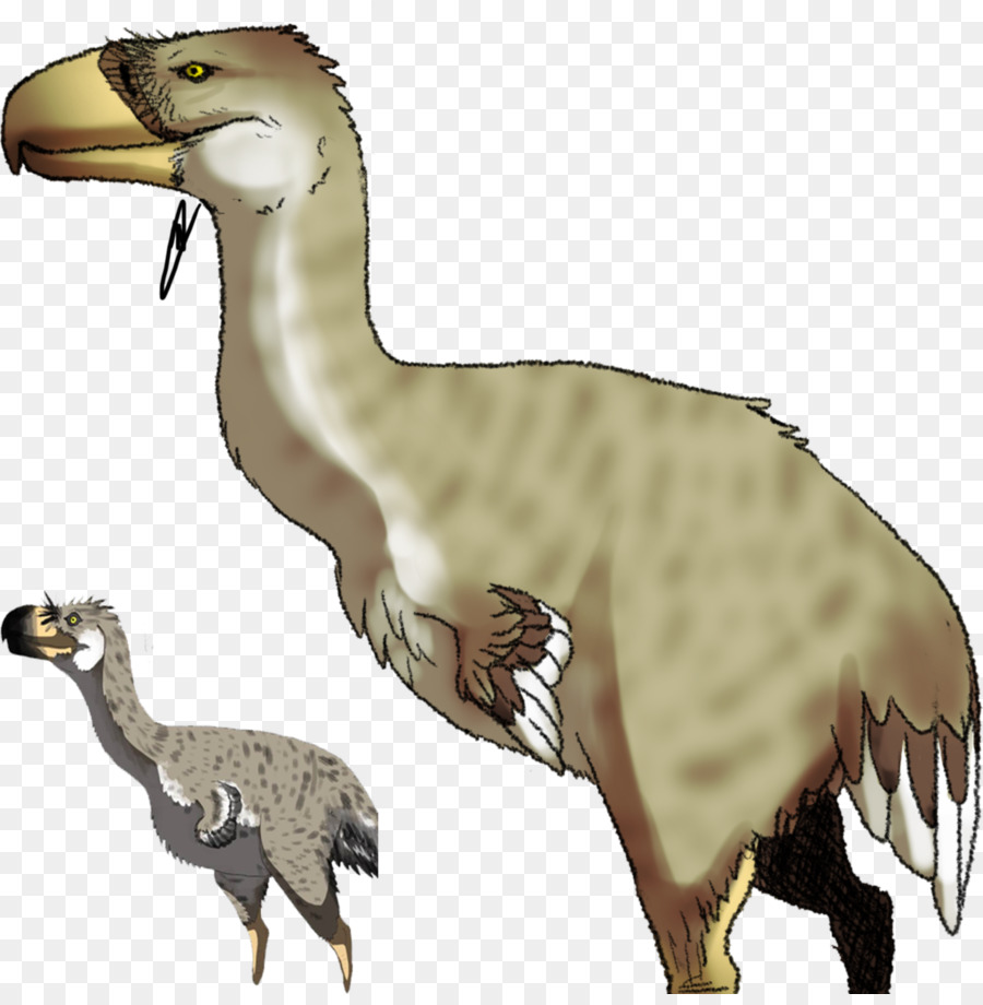 Velociraptor，طائر PNG