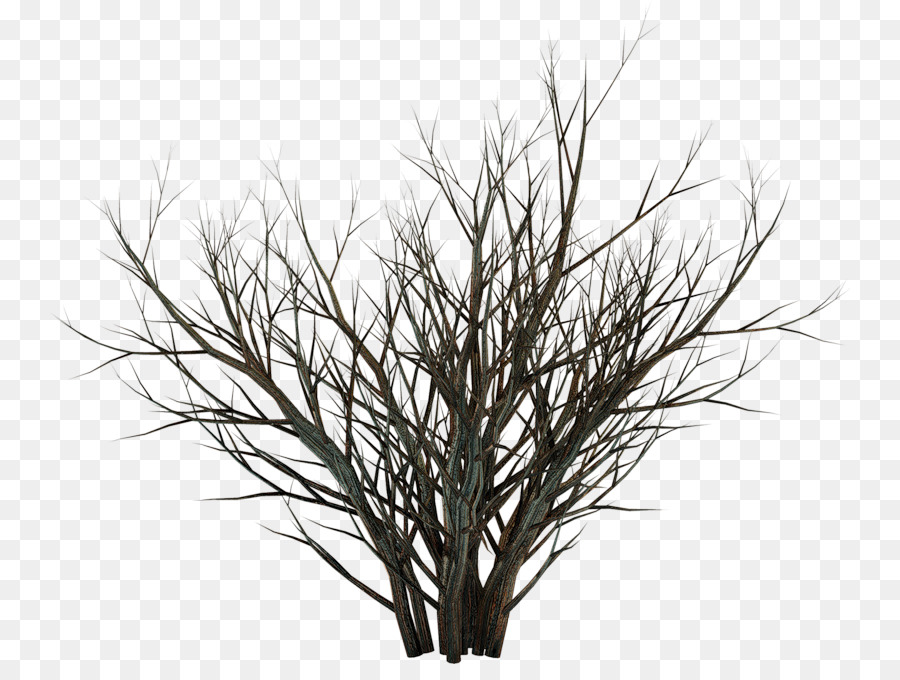 Photomontage，شجرة PNG