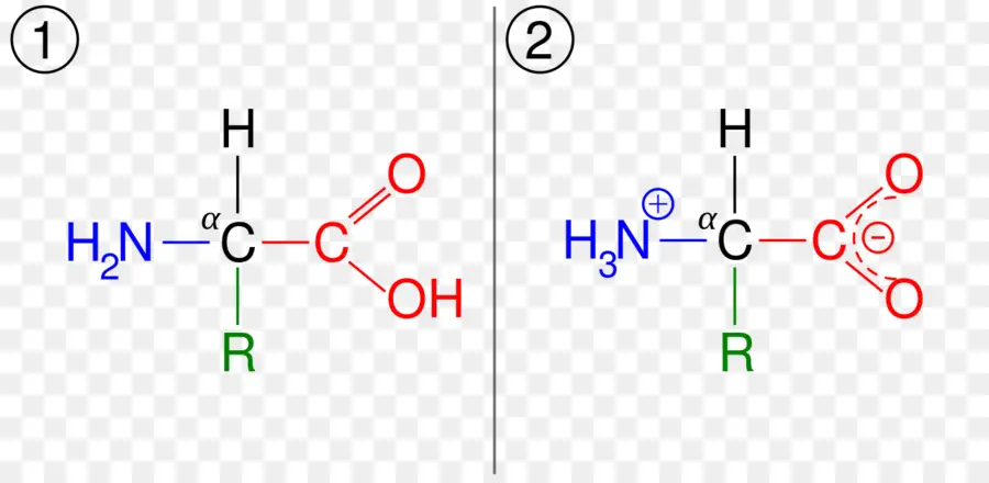 هيكل الأحماض الأمينية，كيميائي PNG