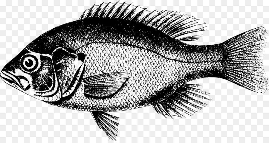 شمال النهاش الأحمر，الأسماك PNG