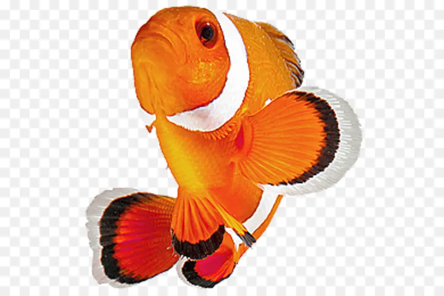 كلوونفيش，الأسماك PNG