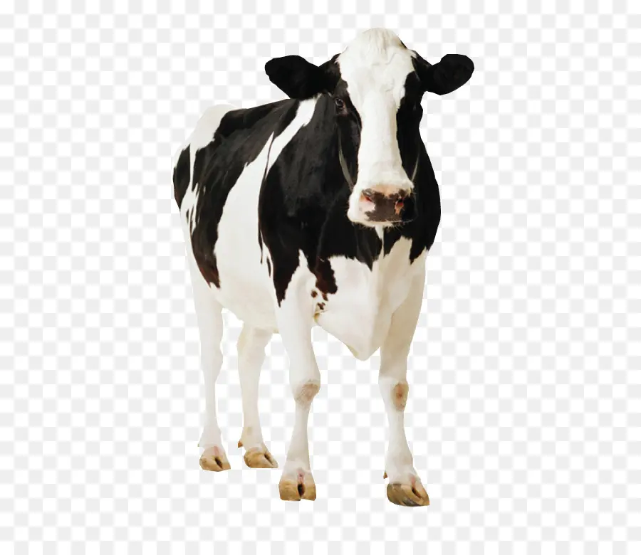 الأبقار الفريزيان هولشتاين，Standee PNG