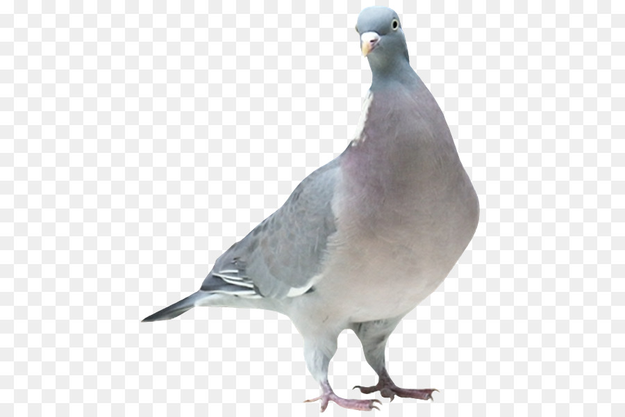 الأسهم حمامة，Columbidae PNG