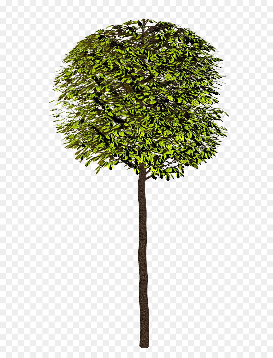 شجيرة，شجرة PNG