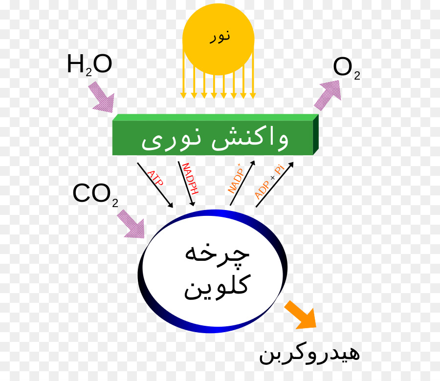 التمثيل الضوئي，الضوء PNG