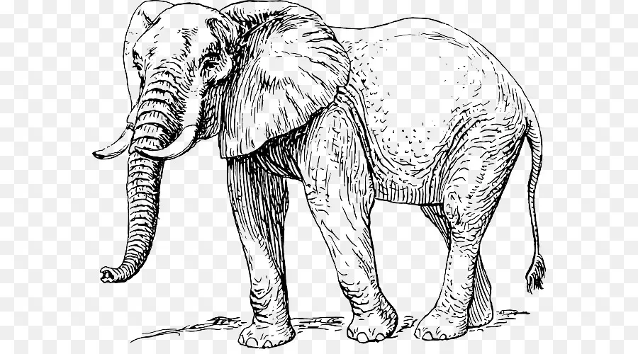 الفيل الآسيوي，الفيل الأفريقي PNG