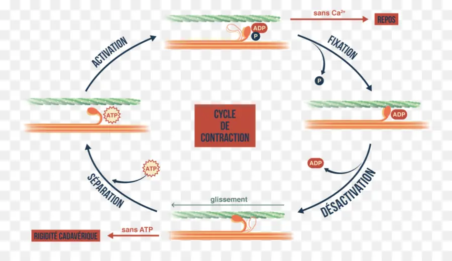 دورة انقباض العضلات，علم الأحياء PNG