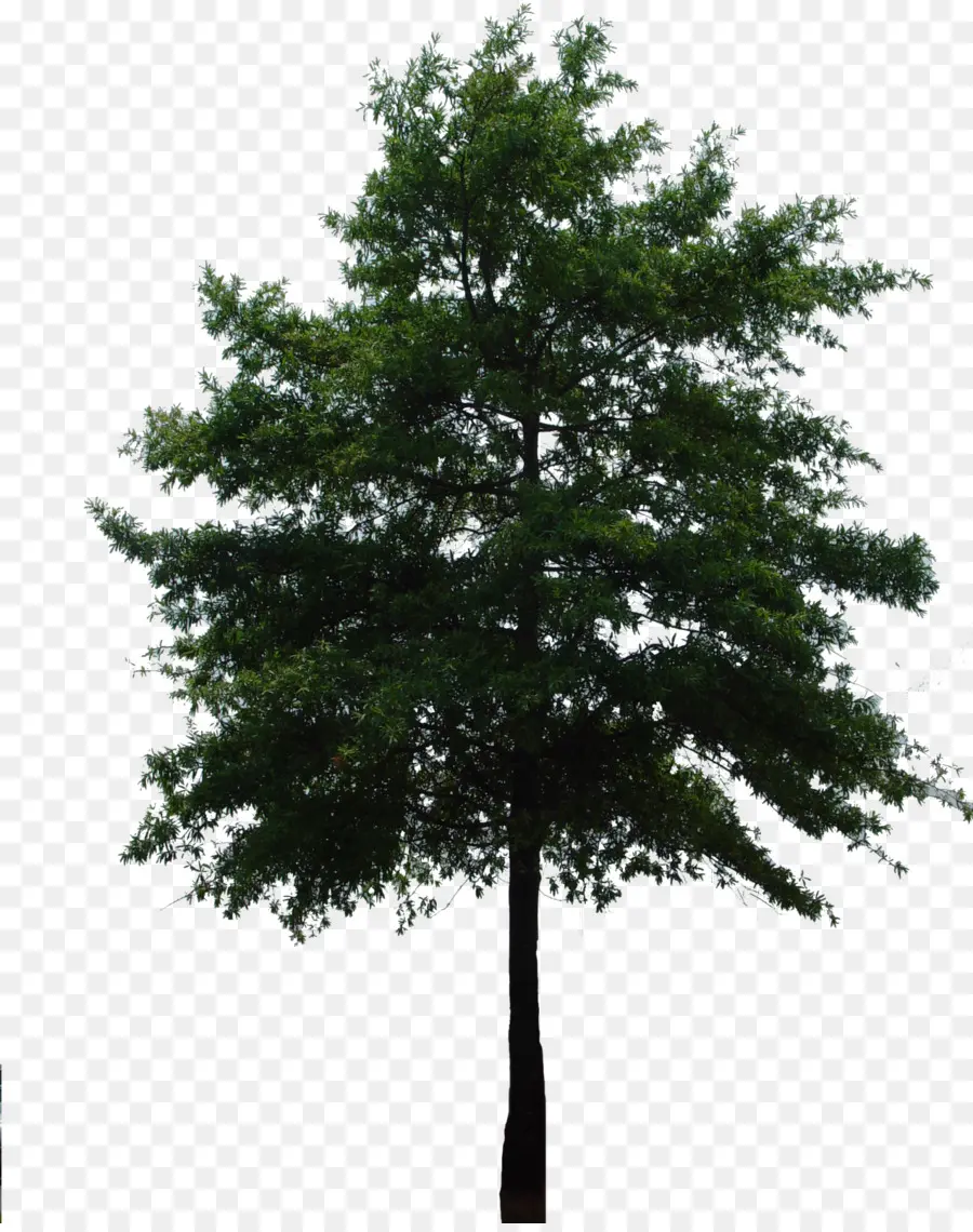 فرع，شجرة PNG